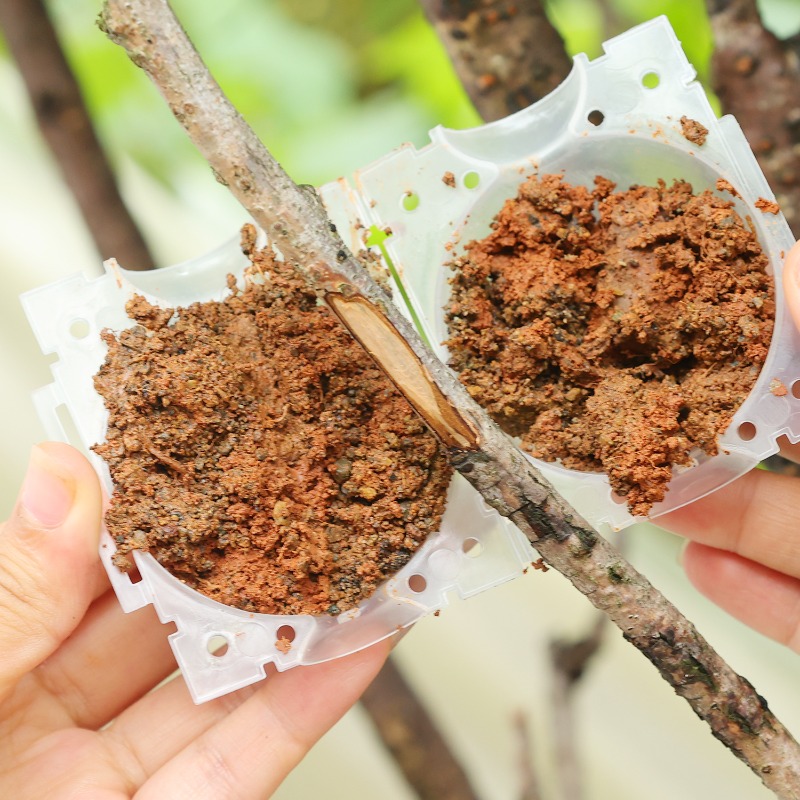 Bola de Enraizamento Reutilizá - Plant Parent Tools avaliação e preço