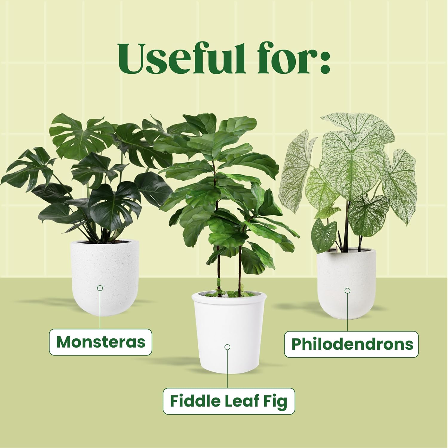 Sérum Vegetal KALOYANOV N ° Es - Fiddle Leaf Fig avaliação e preço